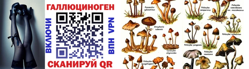 Псилоцибиновые грибы Psilocybine cubensis Омутнинск